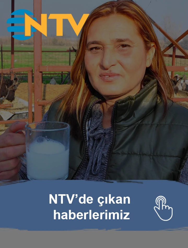 NTV
